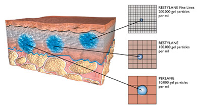 Cross Sectional image of the skins outer layers